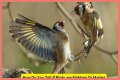 Are birds fighting or mating?