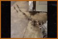 Rats Run Out From Under Homeless Person's Blanket on NYC Subway Platform